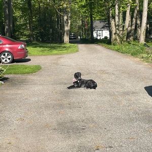 Meet your Posher, Angelo